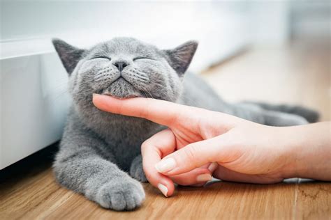 How And Why Do Cats Purr