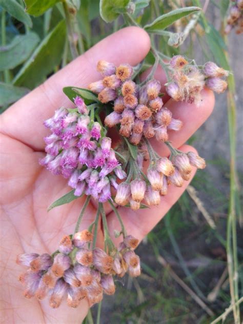 Pluchea Odorata Calflora