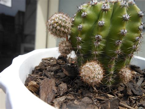 How To Propagate Moon Cactus Pups How To Graft Moon Cactus Easy