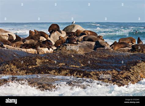 Hout Bay Seal Colony Cape Peninsula South Africa Stock Photo Alamy