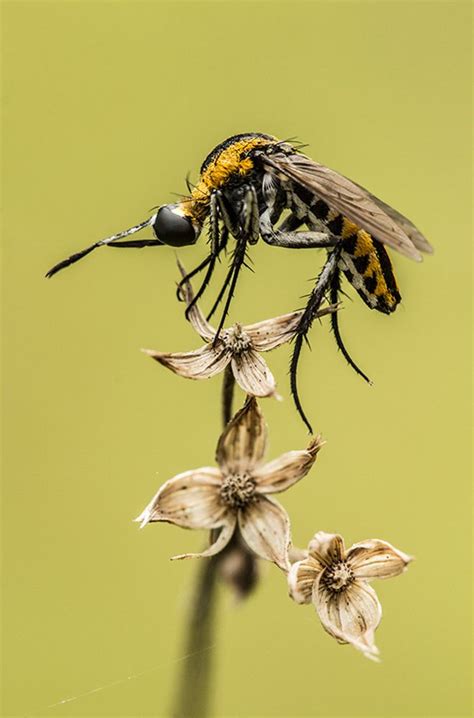 Sieh dir an, was the hunchback (the_hunchback) auf pinterest, der weltweit größten sammlung von ideen, entdeckt hat. Hunchback fly alias si Bongkok