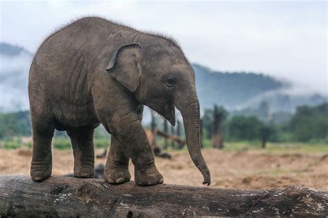 Elephant Nature Park And The Incredible Woman on a Mission to Save the Asian Elephant - Resource ...