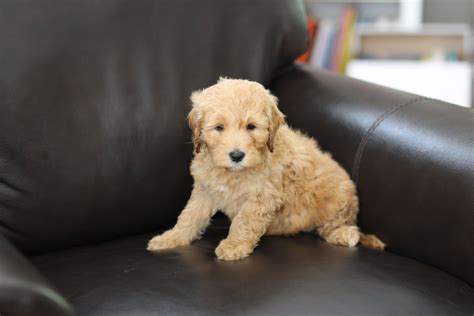 River Valley Goldendoodles Puppy Breeder In Ny Near Pa Near Nyc