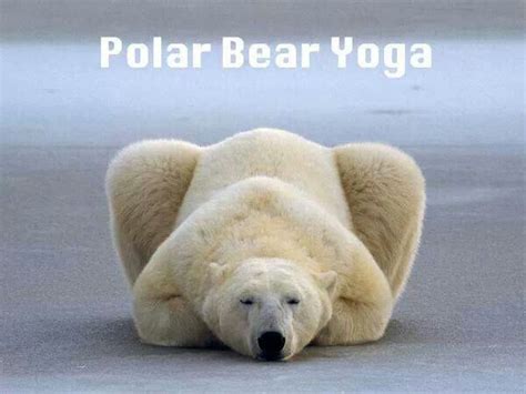 Polar Bear Yoga Yoga Pinterest