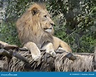 Southwest African Lion, Panthera Leo Bleyenberghi, a Rare Subspecies ...