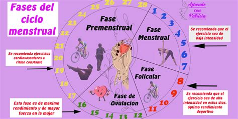 fases del ciclo menstrual aprende con patricia