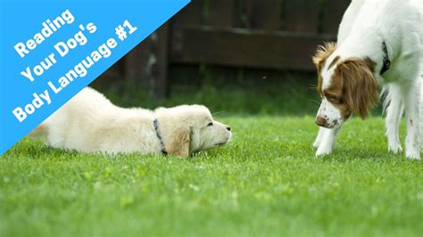 Learn How To Read A Dogs Body Language And Understand Dog Behavior 1