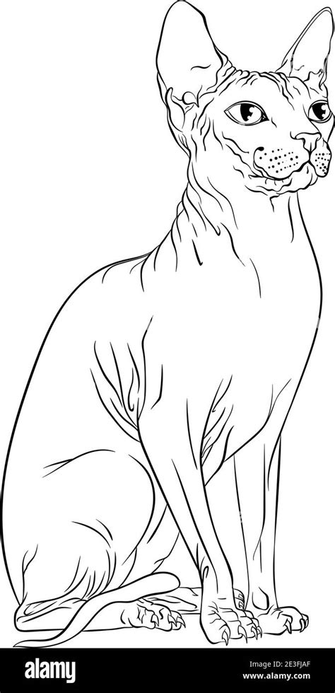 Sitting Sphynx Cat Looking To The Side Line Art Vector Illustration
