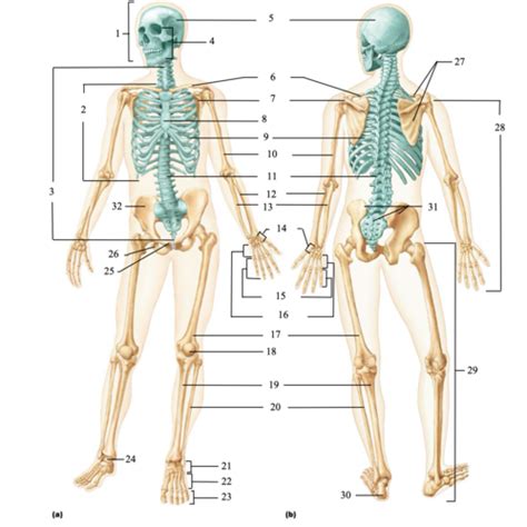 Chapter 7 Axial Skeleton Flashcards Quizlet
