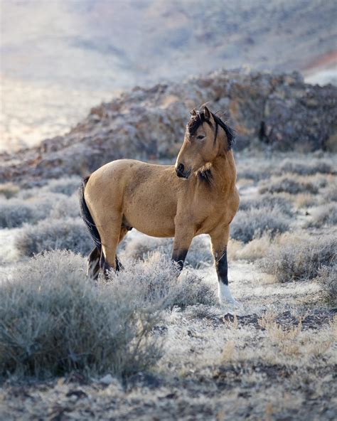 Buckskin is a hair coat color of horses, referring to a color that resembles certain shades of tanned deerskin. A beautiful buckskin I found roaming around today. : Horses
