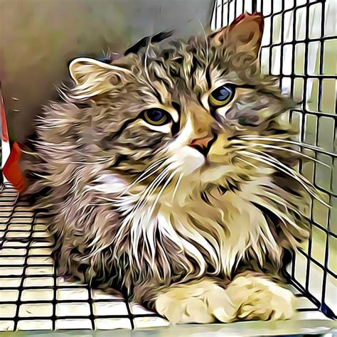 28mar23neutered Photo To Art Feral Cat Saving The World One Spay At A