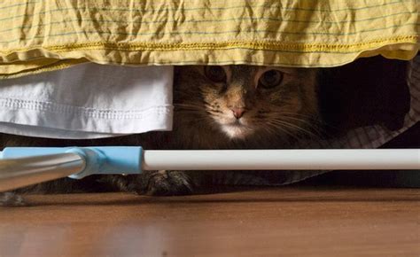 More Funny Pictures Of Cats Hiding My Image