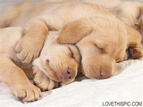 19 Pictures Of Cuddling Puppies To Get You Through Finals Society19