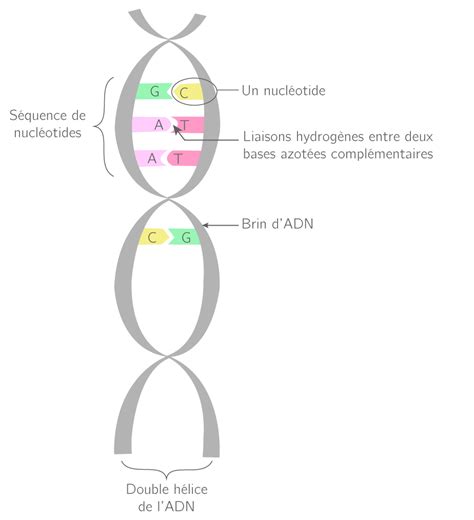 Linformation Génétique Et La Molécule Dadn 2nde Cours Svt Kartable