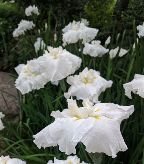 Japanese Irises Finegardening Japanese Iris Iris Flowers White