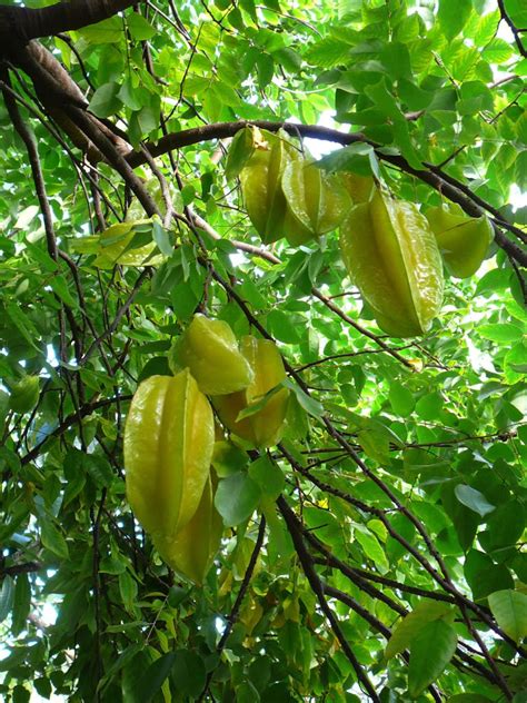 Feel free to contact us! Polynesian Produce Stand : LIVE Starfruit RARE Tropical ...