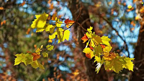 Leaf Twigs Yellow For Phone Wallpapers 1920x1080