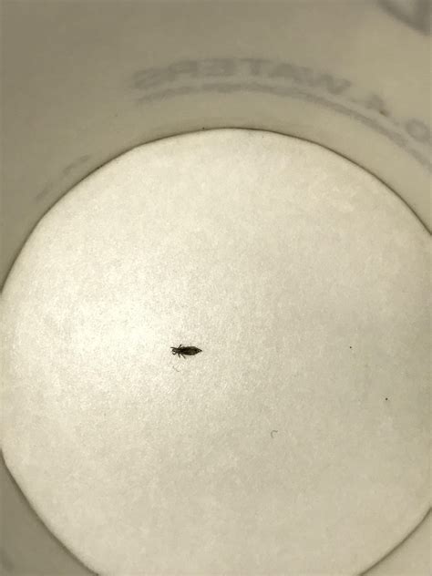 Found This In My Hair During A Final Apparently Its Too Big To Be A