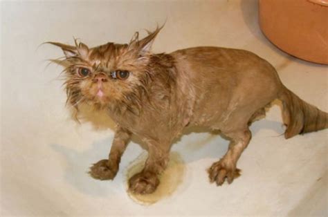 The 26 Funniest Wet Cats Pictures Of All Time