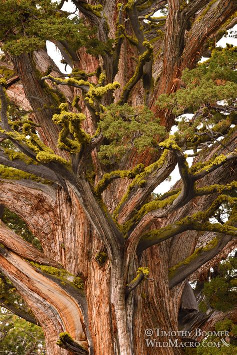 Sierra Juniper Juniperus Grandis Pictures Wild Macro Stock Photography