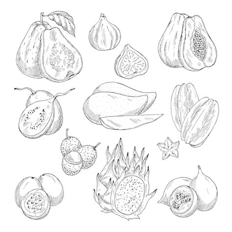 Premium Vector Vector Exotic Fruits Sketch Isolated Icons