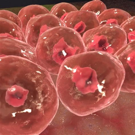 D Model Of Human Skin Cell