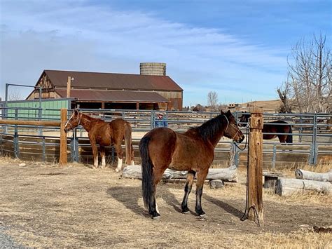 4 Animal Sanctuaries to Tour in Colorado
