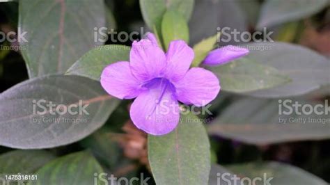 barleria cristata también conocida como violeta filipina barleria campanilla violeta filipina