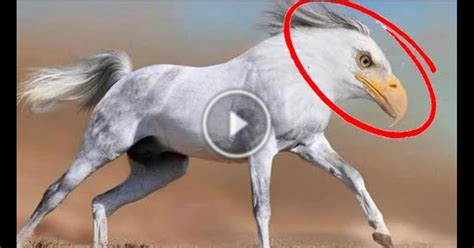 Top 10 Hybrid Animals Created By Scientists You Wont Believe 10