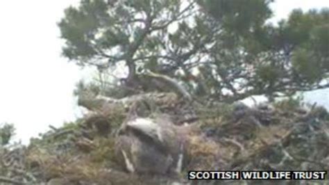 Osprey Lays Fourth Egg At Perthshire Nature Reserve Surprising Staff Bbc News
