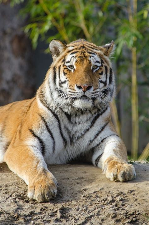 Free Images Mammal Wildlife Vertebrate Bengal Tiger Terrestrial