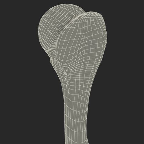 3dexport is a marketplace where you can buy and sell 3d models, 3d print models and textures for using in cg projects. humerus bone 3d model