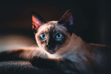 Are Siamese Cats Smarter Than Other Cats