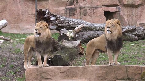 Two African Lions Arrive At Brookfield Zoo Youtube