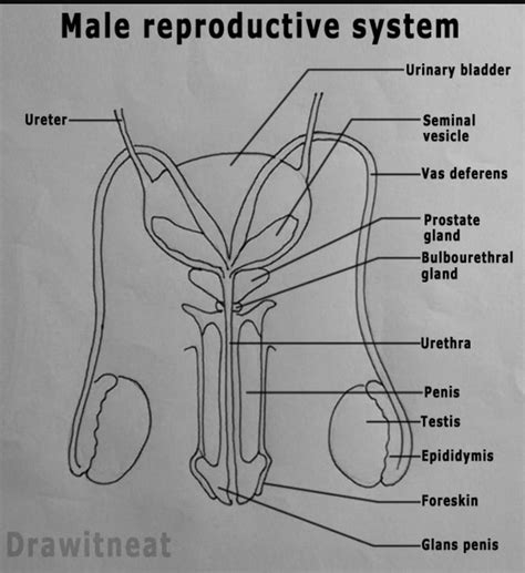 Explain Male Reproductive System With A Neat Labelled Diagram