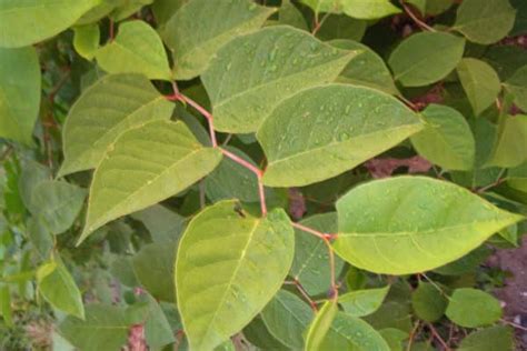 Japanese Knotweed Invasive Species Council Of British Columbia