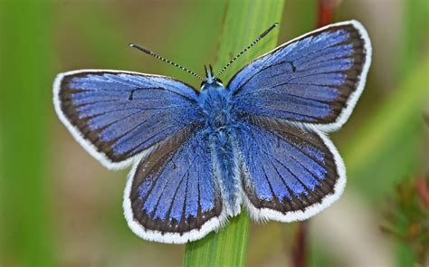 Silver Studded Blue Mark Pike Dorset Butterflies