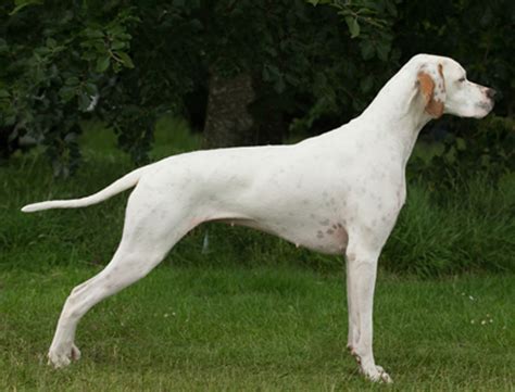 Pointer Breeds A To Z The Kennel Club