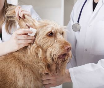 Give this medication the entire length of time prescribed by your veterinarian. Antibiotic Therapy for Dog and Cat Ear Infections