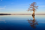 Bald Cypress, Lake Drummond, Great Dismal Swamp NWR, VA | Whimbrel Nature