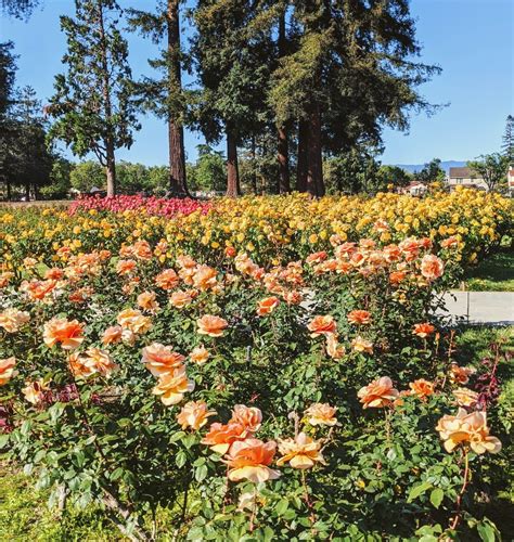Founded in 1927, the garden is exclusively dedicated to roses and features more than 3,500 shrubs representing 189 rose varieties. San Jose Municipal Rose Garden in 2020 | Garden, Rose ...