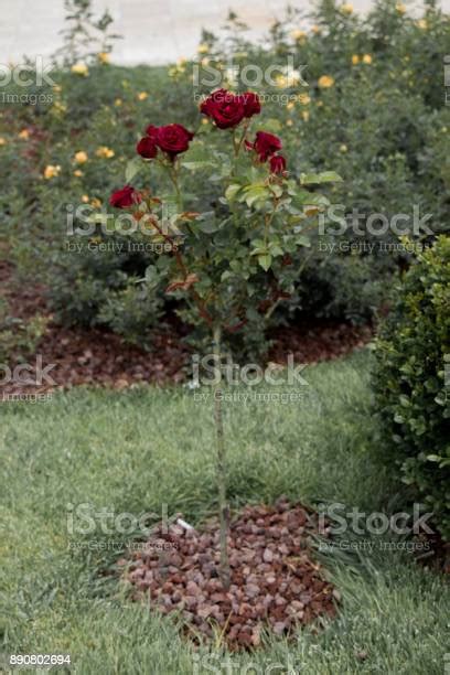 Pohon Mawar Dengan Mawar Merah Muda Di Kebun Foto Stok Unduh Gambar