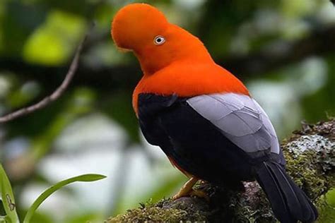 Global Big Day Conoce A Estas Maravillosas Aves Emblem Ticas Del Per Noticias Agencia
