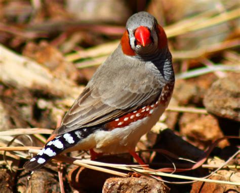 Richard Warings Birds Of Australia Zebra Finches Again But They Are