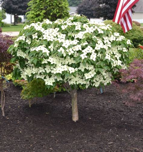 Dwarf Trees For Your Garden Dwarf Trees For Landscaping Landscaping