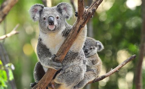 Tapeta Na Monitor Zvířata Zvířata Koala Strom Austrálie
