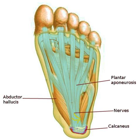 Anatomy Bony Pelvis And Lower Limb Foot Fascia Statpearls Ncbi