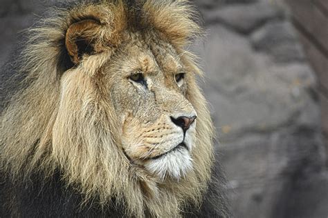 Free Images Wildlife Wild Zoo Portrait Golden Africa Mane Asia