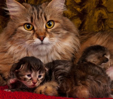 Three little kittens is an english language nursery rhyme, probably with roots in the british folk tradition. Pro Tip: Your Cat Goes from Infant to Teen in Six Months ...