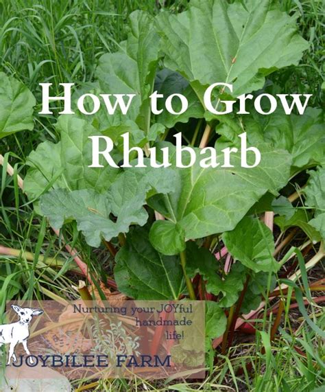 how to grow rhubarb joybilee® farm diy herbs gardening
